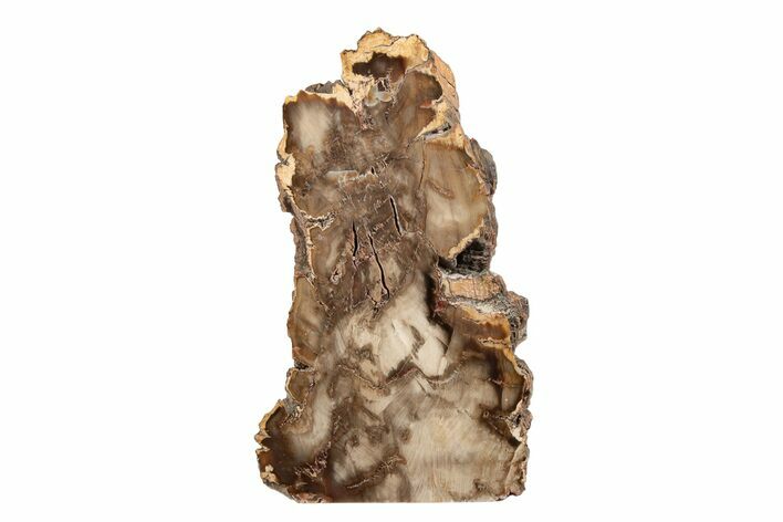 Polished Petrified Wood Stand-up - McDermitt, Oregon #199050